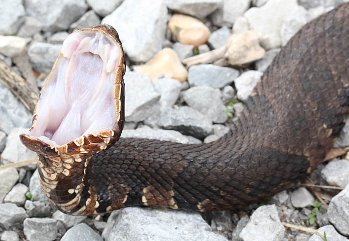 Western Cottonmouth